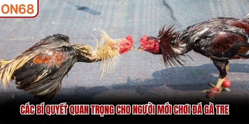Các bí quyết quan trọng cho người mới chơi đá gà tre