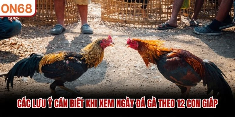 Các lưu ý cần biết khi xem ngày đá gà theo 12 con giáp