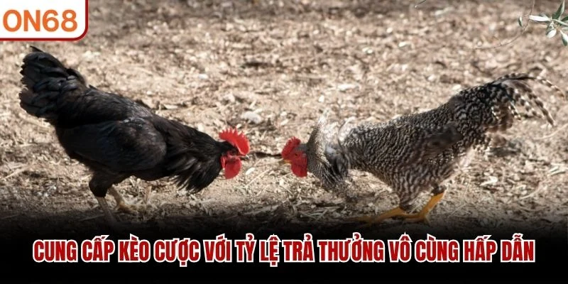 Cung cấp kèo cược với tỷ lệ trả thưởng vô cùng hấp dẫn