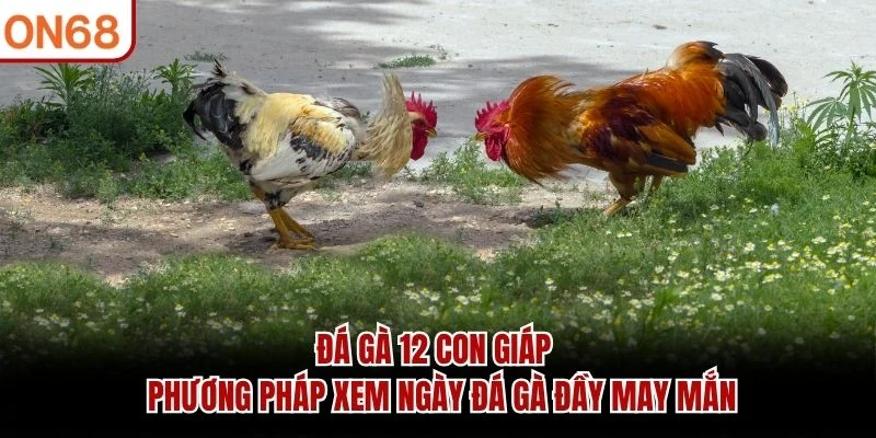 Đá Gà 12 Con Giáp