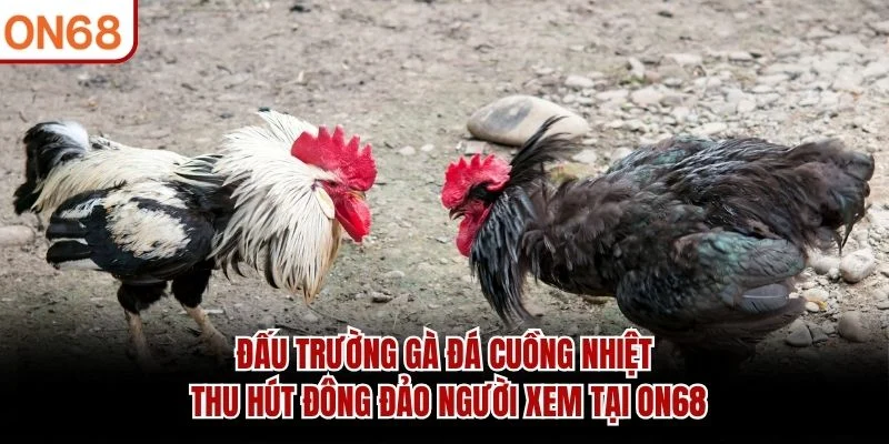 Đấu trường gà đá cuồng nhiệt thu hút đông đảo người xem tại ON68
