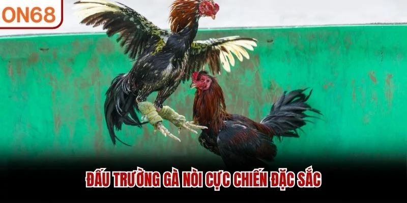 Đấu trường gà nòi cực chiến đặc sắc