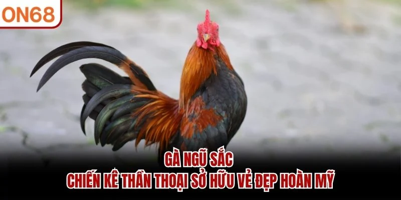 Gà Ngũ Sắc