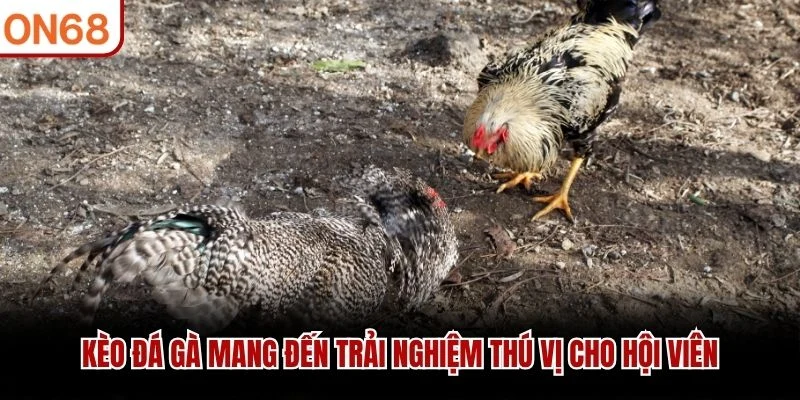 Kèo đá gà mang đến trải nghiệm thú vị cho hội viên