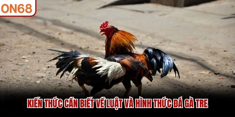Kiến thức cần biết về luật và hình thức đá gà tre