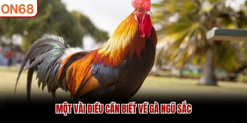 Một vài điều cần biết về gà ngũ sắc