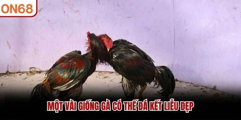 Một vài giống gà có thế đá kết liễu đẹp