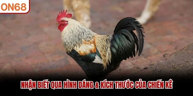 Nhận biết qua hình dáng & kích thước của chiến kê