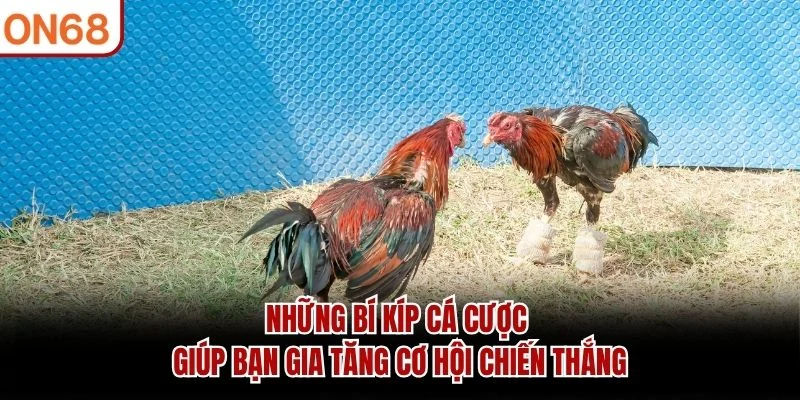 Những bí kíp cá cược giúp bạn gia tăng cơ hội chiến thắng