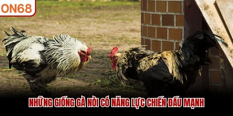 Những giống gà nòi có năng lực chiến đấu mạnh