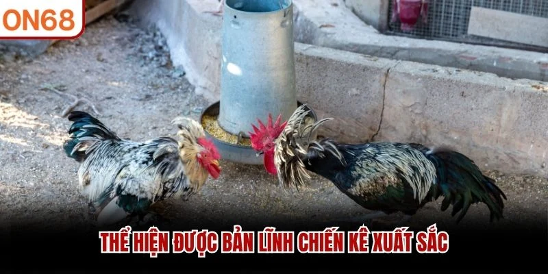 Thể hiện được bản lĩnh chiến kê xuất sắc