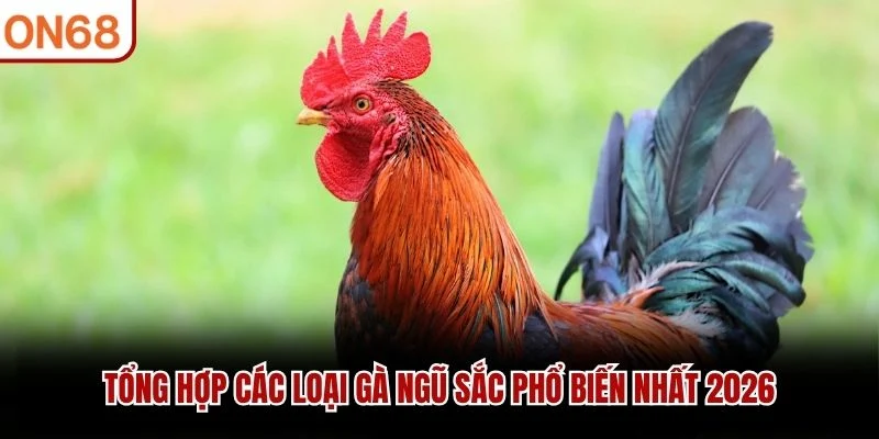 Tổng hợp các loại gà ngũ sắc phổ biến nhất 2026