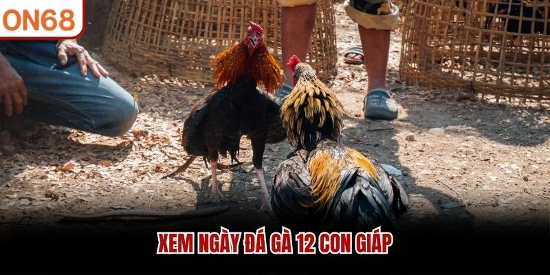 Xem ngày đá gà 12 con giáp